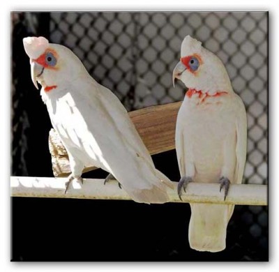 23-קקדו קורלה.jpg