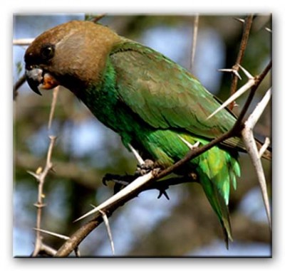 25-ראש חום.jpg