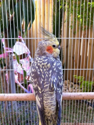 IMG_0413 (639 x 855).jpg