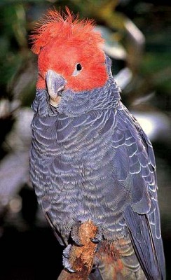 26-קאקדו גאנג גאנג.jpg