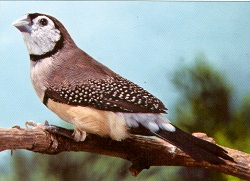 27-פני ינשוף.jpg