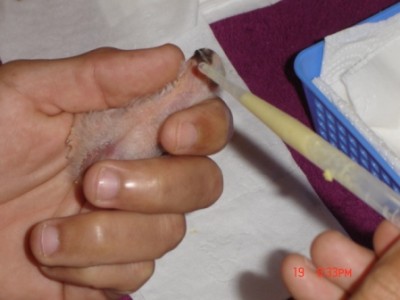 שגיא האכלת גוזל.jpg