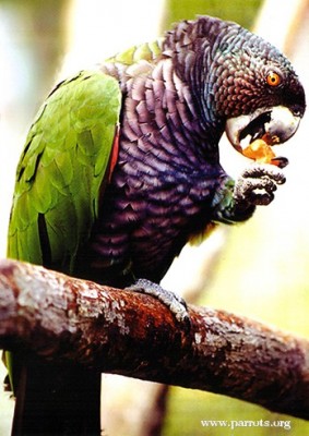 29-אמזונה קיסרית.jpg