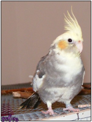 ג'וני ג'וניור