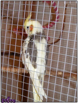 ג'וני השלישי