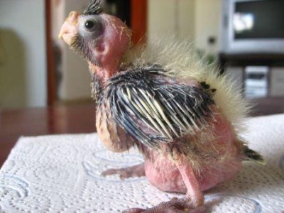 33-גוזל קוקוטייל.jpg