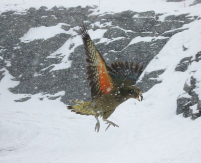 snow_parrot.jpg