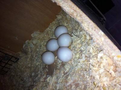 IMG_0452 (855 x 639).jpg