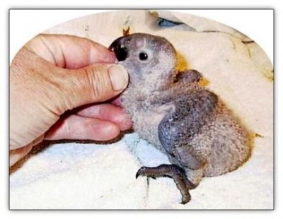 39-גוזל ג'אקו.jpg