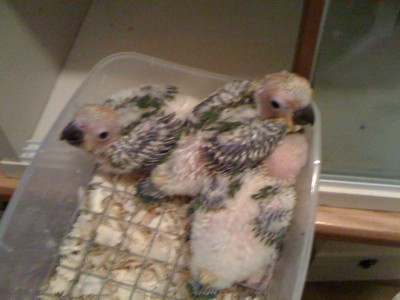 איזה כיף באומנת עבודת יד !!