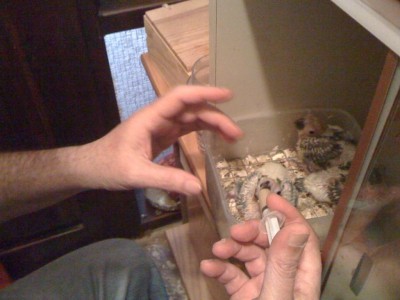 הם נהנים מארוחה משביעה