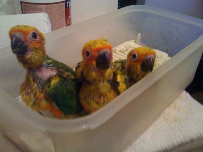 חמודים, נכון?