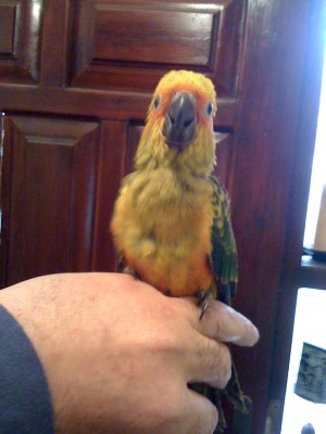 כבר אוכלים כמו גדולים. פירות/ירקות, תערובת השריה ותערובת גרעינים.