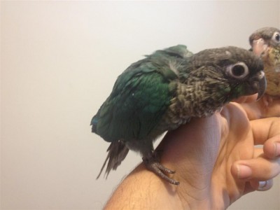 תמונה 008 (Large).jpg