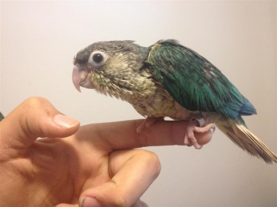 תמונה 007 (Large).jpg