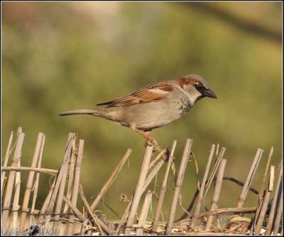 birds1.JPG