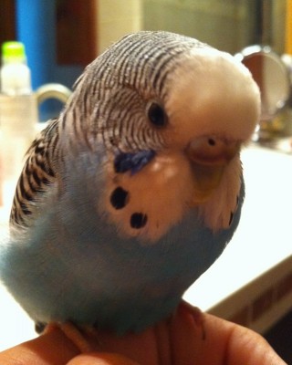 IMG_0228 (639x800).jpg