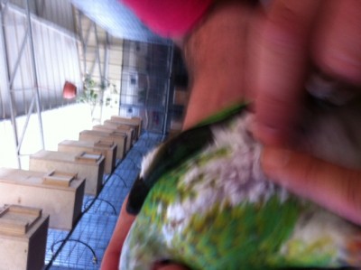 החלפת נוצות1.JPG