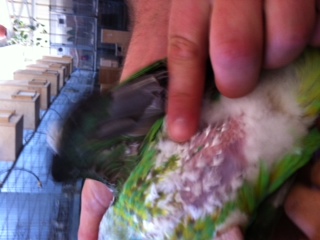 החלפת נוצות2.JPG