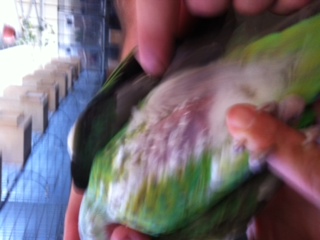 החלפת נוצות3.JPG