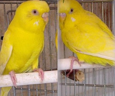 זכר מימין, נקבה משמאל