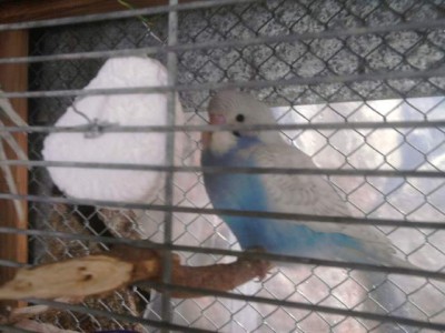 גוזל מהסבב הראשון