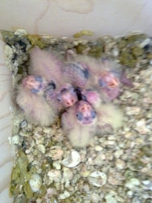 תמונה שלו צמוד לאחים