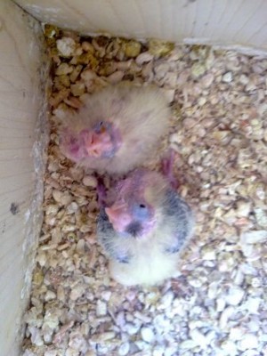 תמונה של הגוזלים של הזוג השני