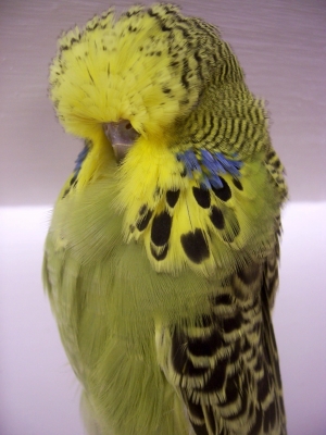1grygrn08baby0ct1508.jpg