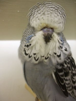 1grey2009babyhen30dayso.jpg