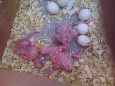 זה הגוזל מקווה שיעבור