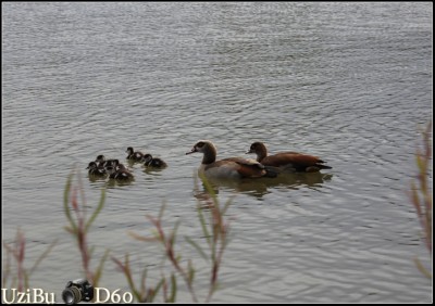 yarkon2.JPG