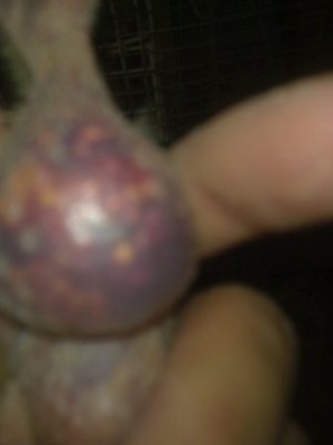 תמונה של הזפק לאחר ההאכלת ההורים אתמול בלילה