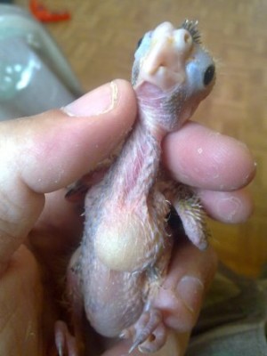 תמונה של הגוזל היום בצהריים