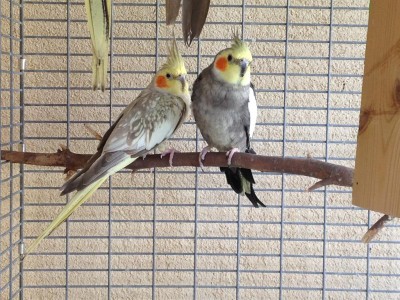 צילה ורודריגז