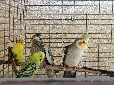 גילה ופרננדז