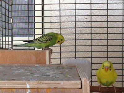 פינק ופלויד