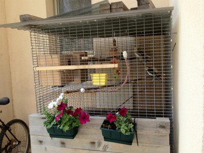 הכלוב מרחוק