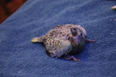 גוזל אפור / צהוב