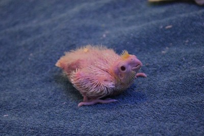 בעיות התפתחות