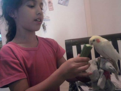 אחותי אתמול שקיבלנו אותה לפני עברתה אל הכלוב עם הזכר