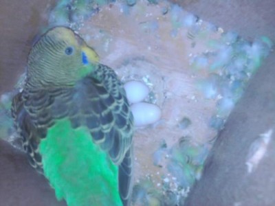 התוכונית והביצה המוזרה, הביצה המוזרה היה הקרובה יותר לזנב התוכונית