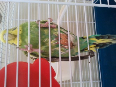 הבליטה עם הקרחת