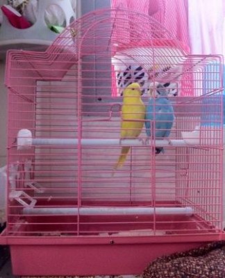 התוכונים בכלוב