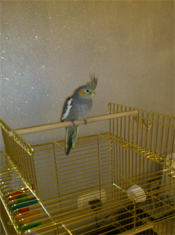 גיל חודשיים