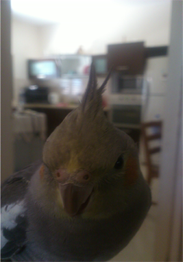 גיל חמישה חודשיים