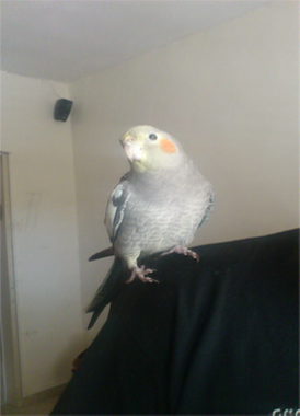 פוזה למצלמה