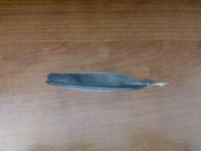 הנוצה שנפלה היום