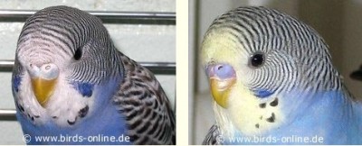 מימין: זכר צעיר, משמאל: נקבה צעירה