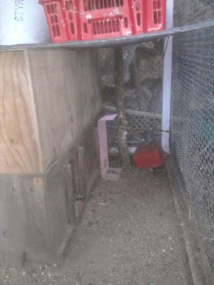 זהו הכלוב כמובן שאני יעשה דלת רצפת הכלוב זה האדמה, יותר בריא, אני פשוט לא רוצה שיהיו הרבה סוגי תוכים בווליר